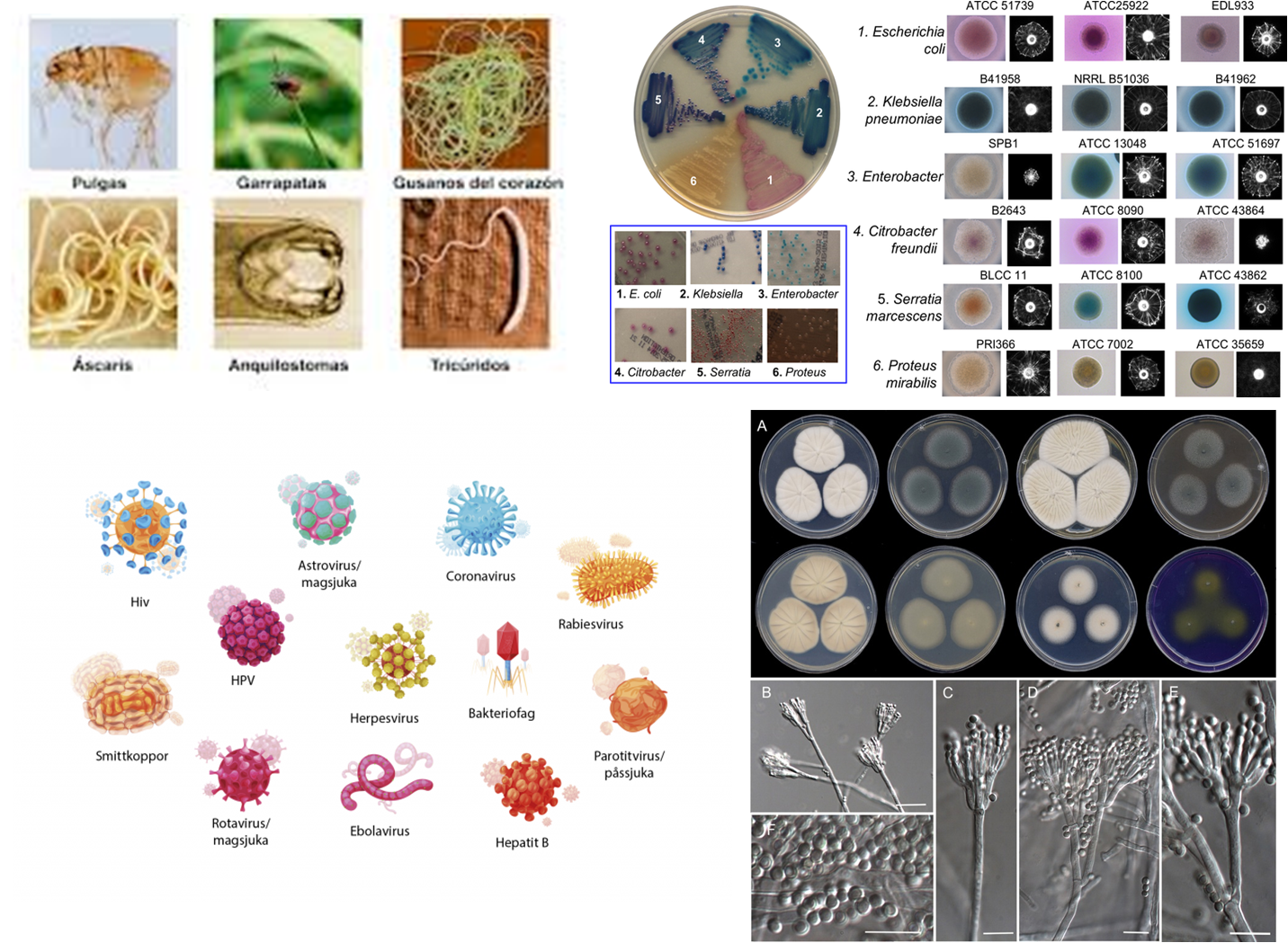 Microbiología y Parasitología